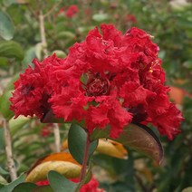 [새싹에서 나무까지] 목백일홍 (다이너마이트) 포트묘 배롱나무 빨간색꽃