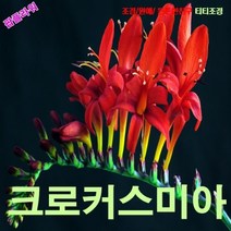 팝플라워크로커스미아(애기범부채) 씨앗 25립, 상세페이지 참조