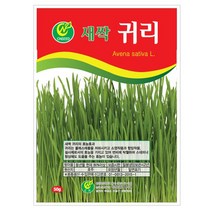 귀리 새싹 씨앗 귀리씨 캣그라스 50g, 1개