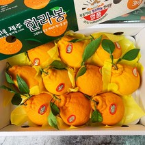 제주 한라봉 선물세트 3kg (10-12과내외), 한라봉 3kg 선물세트+보자기(색상랜덤)