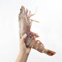 킹 블랙타이거새우 22-40cm 1미 급냉 왕새우 냉동새우 블랙타이거 킹 타이거 새우 특대 대왕새우 캠핑요리, 특대 230-290g