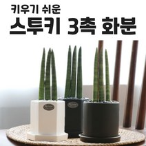 스투키 스투키키우기 스투키화분 관엽식물 실내화초 스투키화초 키우기쉬운식물 반려식물 집들이화분 집들이화초 스투키변려식물 스투키화초, 원형 화분, 화이트