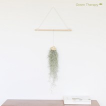 그린테라피 먼지먹는 수염 틸란 디시디아 이오난사 공기정화식물 행잉플랜트 공중식물 틸란드시아, 밀짚모자틸란, 1개