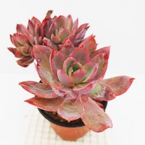 러우 다육이 계절 옷을 입는 다유기 겨울 다육식물140, 단품