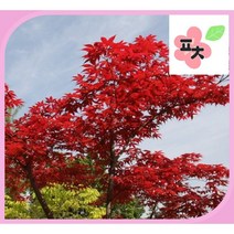 홍단풍 나무 씨앗(10립) -단풍나무 홍단풍 청단풍 나무씨앗 종자씨앗 꽃씨앗 채소씨앗 구근식물 야생화 약초 포천매화동농장 씨앗모음