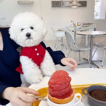 강아지명품옷 강아지봄옷 여름옷 셔츠 칼라 개 옷 여름 강아지 조끼 테디 셔츠 베어 풀오버 솔리드 컬러, 02 Red_02 S