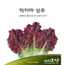 텃밭 적 상추씨(3000립)채소씨앗 쌈채소, 1개
