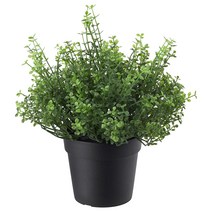 이케아 페이카인조식물 실내외겸용 솔레이롤리아9cm /조화