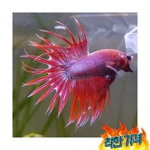 [신세계수족관] 크라운 베타 수컷 [색상 미요구시 랜덤발송]