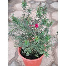 호주매화 중품, 1개