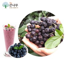 The큰나무 2022년 아로니아 급냉, 1개, 3kg