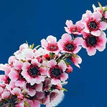 시즌플라워 [목본류]호주매화(싱글)-핑크