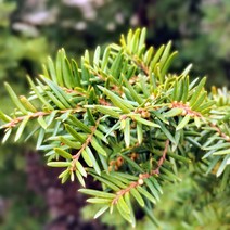 [충북농원] 선주목 주목 묘목 - H0.8분, 단품