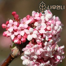 분꽃나무 올분꽃 다운 나무언니, 올분꽃다운 5치 포트(2개묶음)