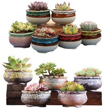 다화모 다육이화분(믿음사랑 11종세트), 믿음사랑 11종