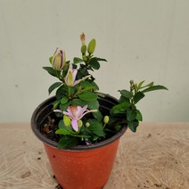 수련목 소품29