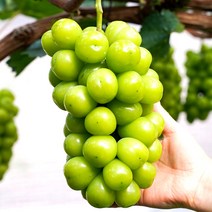 샤인머스켓 프리미엄 수출용 최상품 고당도 씨없는 망고포도, 샤인머스켓 (수출용 특품) 4kg 4-5송이