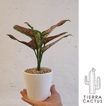 *티에라선인장* 화분포함 완제품)테이블사이즈 공기정화 식물 6종 셀렘 마리안느 스파트 칼라데아 스노우 사파이어 엔젤, 스노우 엔젤