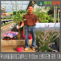 무늬버들(플라밍고샐릭스) 키120cm 스탠다드형 포트 1개