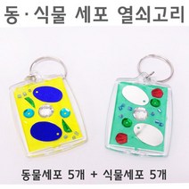 동물세포 식물세포 열쇠고리 만들기 과학실험교구 초등 실험 과학학습교재 방과후수업 실기재료 과학 교구