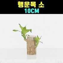 곰빵몰 행운목 약 10CM 수경재배 실내공기정화식물