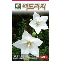 곤드레 100립 - 씨 씨앗 곤드레씨앗 곤드레씨 나물씨 나물씨앗 민속채소 채소씨 채소씨앗 고려엉겅퀴, 19_다농_백도라지(1000립)
