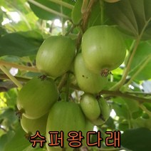 점보다래 삽목2년포트묘2그루/나무 묘목/과일나무/유실수/조경수