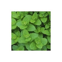 G 허브 애플민트 씨앗 100립