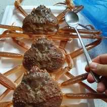 최상급 활 영덕대게 생물 포항 구룡포 박달대게 산지 직송, 국산대게 대 10~11cm 5마리