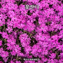 뿌리로템원예종묘_꽃잔디모종 포트30개/한판 홍설 다년생 야생화 조경용 화단용 정원용, 홍설꽃잔디 30개