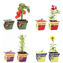 사무실인테리어화분 책상미니 방울토마토 재배 세트 :CNS10450ea#, 메시지콩