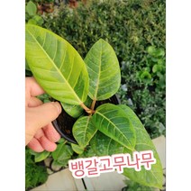 뱅갈고무나무/잎이 예쁜 넓은 타원형 잎의 광택이 눈길을 사로잡아