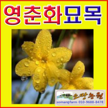 (D소망)영춘화묘목 2년생 10그루