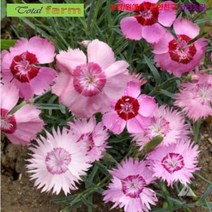 [팝플라워 꽃씨] 꽃식용이 가능한 상록패랭이 Cottage Pinks 혼합 30립, 1개