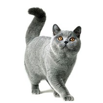차량용 냉장고 미니 냉온장고 캠핑용 온장고 3Ratels CM29 사랑스러운 고양이 페르시아 Birman Bombay 영국, 16 CM29-17_04 40cm(15.75 inch)