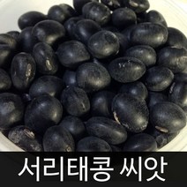 서리태콩씨앗 서리태콩 씨앗 콩 씨앗 bean seed 30g