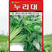 누리대 씨앗 누리대 씨 토종 약초 종자 20립, 단품