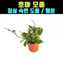 곰빵몰 호야 모종 실내공기정화식물 침실 숙면 도움
