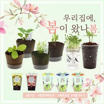 미니화분 식물키우기 (강낭콩 상추 새싹채소 방울토마토 외), 옵션:12)컵가든 패랭이꽃