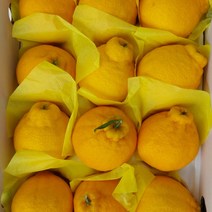 [제주직송} 제주 한라봉 제주도 제철 2kg 3kg 5kg 선물용 가정용, 2kg 선물용_중대_5-10과, 1개