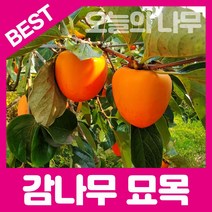 합리적 가격의 감나무묘목(대봉.대왕대봉.부유단감.조추단감 태추단감.둥시등), 대왕대봉 접목묘 상묘