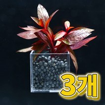 어항수초 컨테이너 루드위지아 페루엔시스 세트 3개, 단품