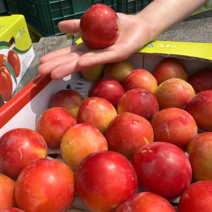 자두 대석 피자두 후무사 도담 추희 하우스 1kg 2kg 2.5kg, 1개, 2.5kg 특대과 17과 내외