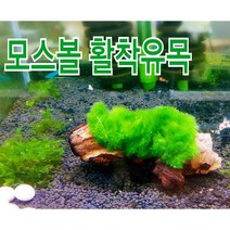 자연과사람 모스볼 활착유목, 1개