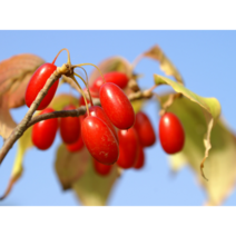 [농업의 신]산수유나무 실생2년생 묘목 특용수 약용수