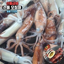 원양 선동 오징어 냉동 통 오징어 통찜 숙회 통오징어찜, 5kg, 1개