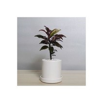 홍공작 귀엽고 깜찍한 화분에 예쁜식물을 심어드려요, 홍공작 귀엽고 깜찍한 화분