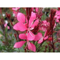 가우라-홍접초 8cm포트묘 (5개) 노지월동 다년생 천지가야생화