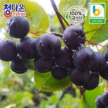 아로니아생과(냉동) 10kg / 꼭지제거 / 최상급