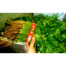 (가락시장까망콩) 잎 뿌리까지 싱싱한 고수 나물 250g-300g 향신료 고수풀